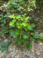 Populus