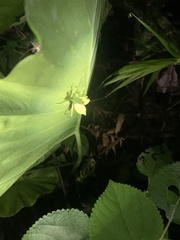 Hierodula patellifera patellifera