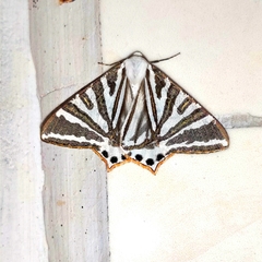 Ourapteryx convergens