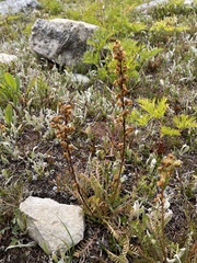 Pedicularis contorta