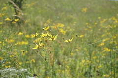 Coreopsis tripteris