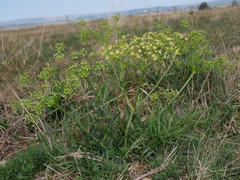 Peucedanum officinale