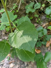 Populus