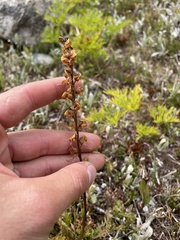 Pedicularis contorta
