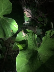 Cardiodactylus guttulus