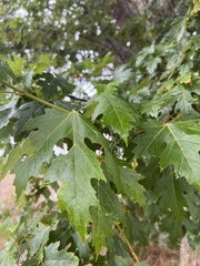 Acer saccharinum