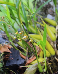 Prosthechea ochracea