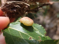 Thecabius populimonilis