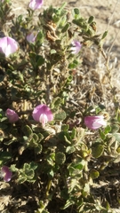 Ononis spinosa procurrens