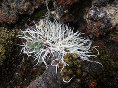 Thamnolia vermicularis