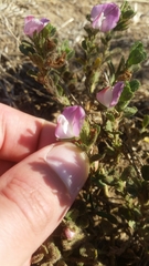 Ononis spinosa procurrens