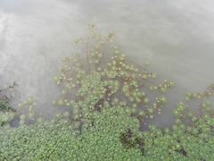 Ludwigia sedoides