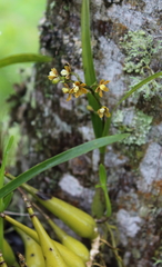 Prosthechea ochracea