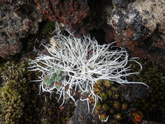 Thamnolia vermicularis