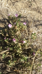 Ononis spinosa procurrens