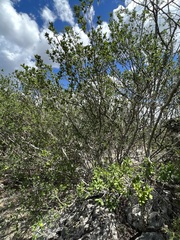 Diospyros texana