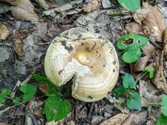 Lactarius chrysorrheus
