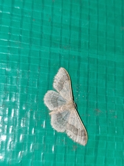 Idaea aversata