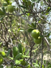 Diospyros texana