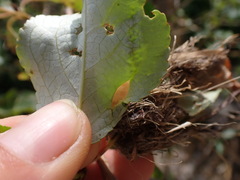 Thecabius populimonilis