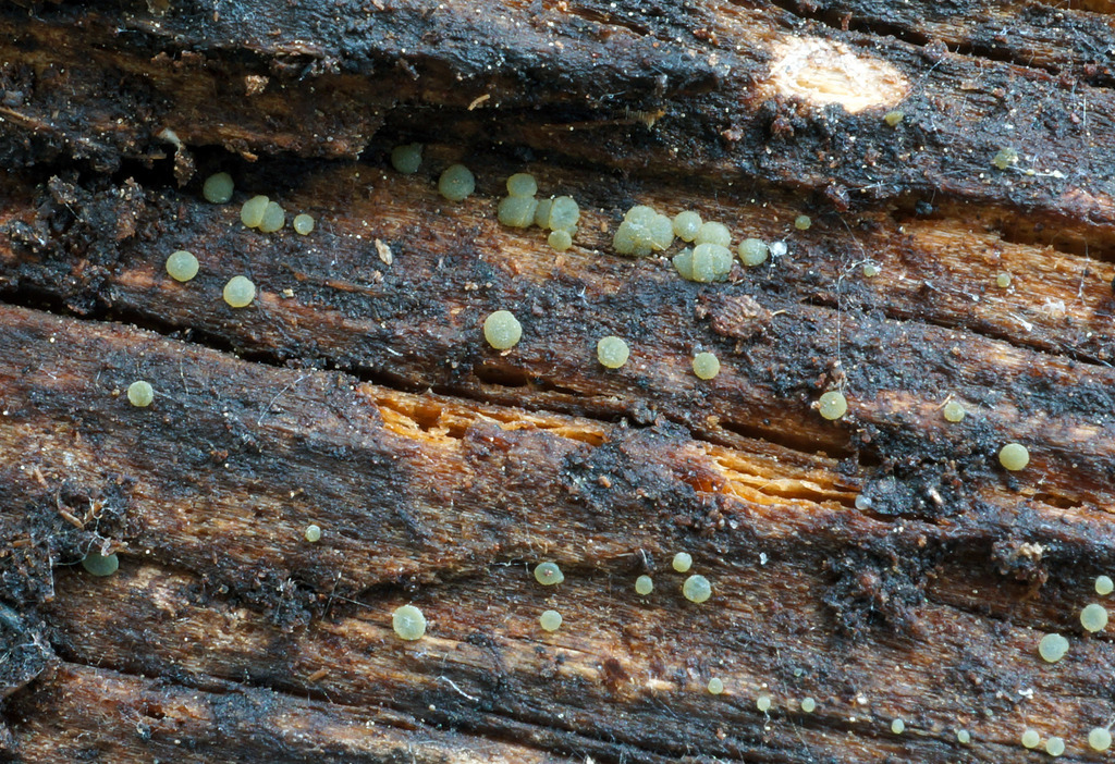 Dendrostilbella prasinula