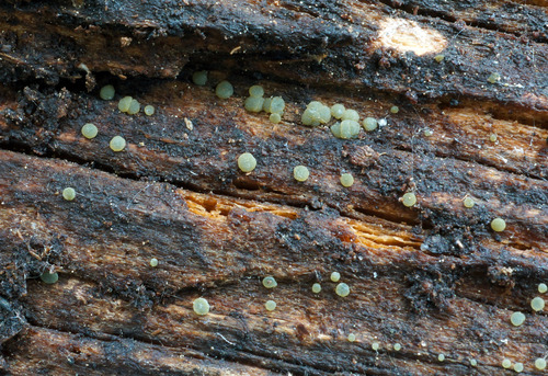 Claussenomyces prasinulus image