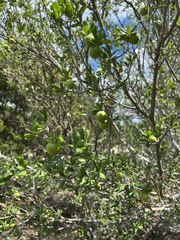 Diospyros texana