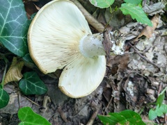 Lactarius chrysorrheus