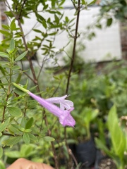 Poliomintha longiflora