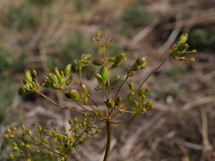 Peucedanum officinale
