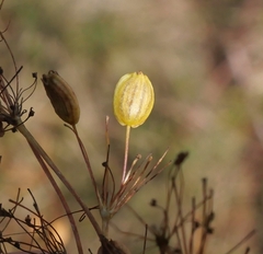 Peucedanum officinale