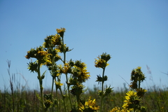 Silphium laciniatum