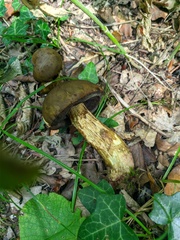 Suillellus luridus
