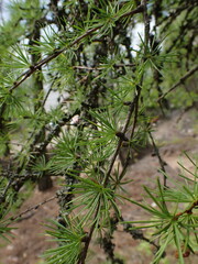 Larix occidentalis