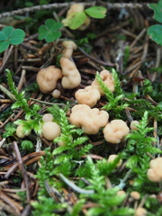 Cudonia circinans