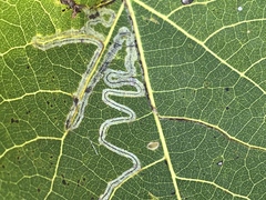 Phyllocnistis populiella