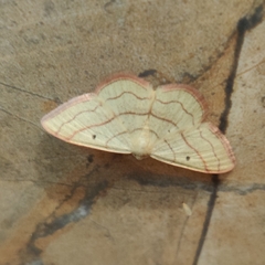 Rhodostrophia stigmatica