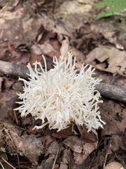 Ramariopsis kunzei