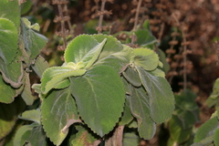 Coleus hereroensis