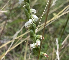 Spiranthes casei