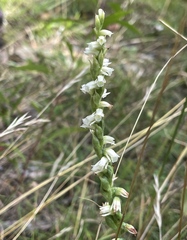 Spiranthes casei