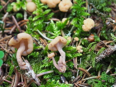 Cudonia circinans