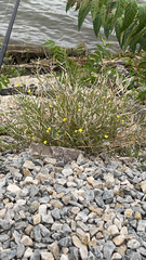 Diplotaxis tenuifolia