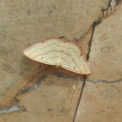 Rhodostrophia stigmatica