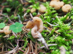 Cudonia circinans