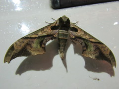 Adhemarius mexicanus