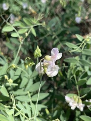 Lathyrus lanszwertii
