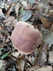 Boletus separans