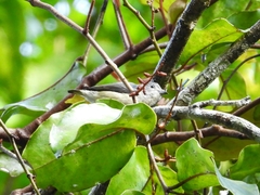 Dicaeum ignipectus cambodianum