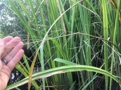 Zizaniopsis miliacea